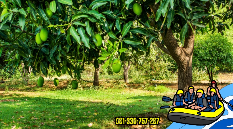 wisata-petik-buah-mangga-probolinggo